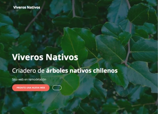 Vivero de árboles nativos en santiago